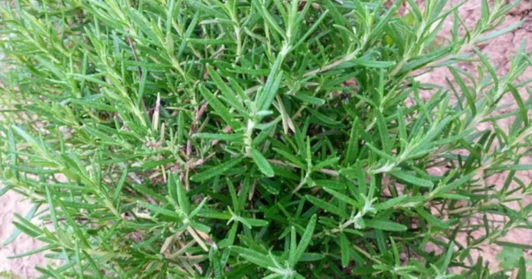 Cómo Multiplicar Romero con Esquejes: Guía Fácil y Completísima