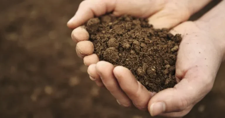 Método Casero para Conocer la Textura de tu Suelo: Guía Completa y Práctica