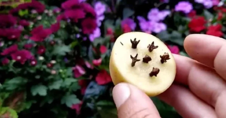 Aprende a Germinar Clavos de Olor en Casa con Papa y Aloe Vera: Guía Completa