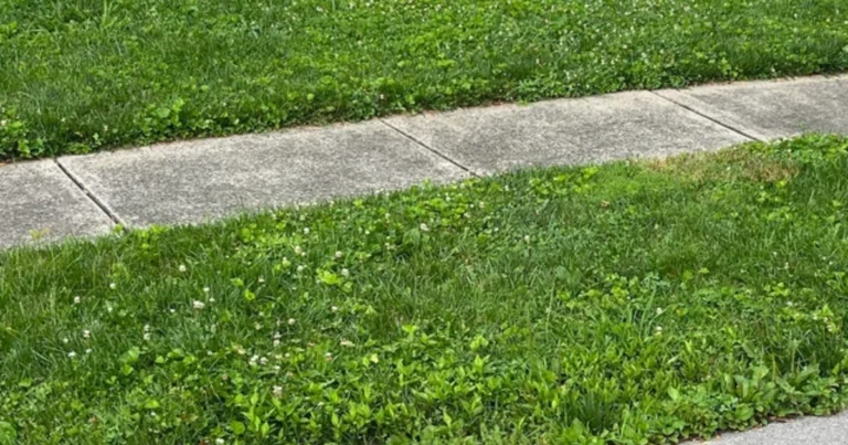 Plantas irresistibles para abejas y mariposas: 29 ideas para un jardín lleno de vida