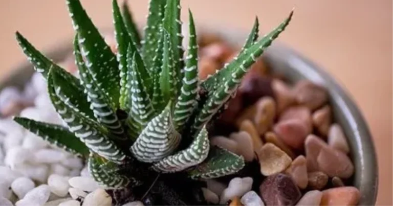 Haworthia limifolia La suculenta perfecta para decorar y relajarte en casa