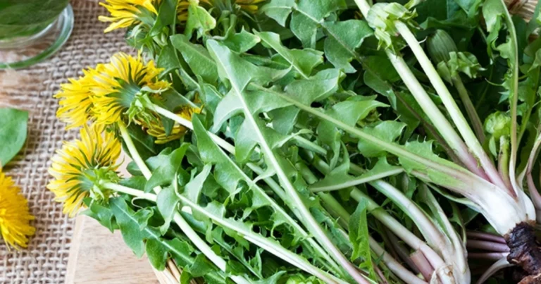 El Secreto del Diente de León: ¡El “Yuyo” que Revoluciona tu Salud!