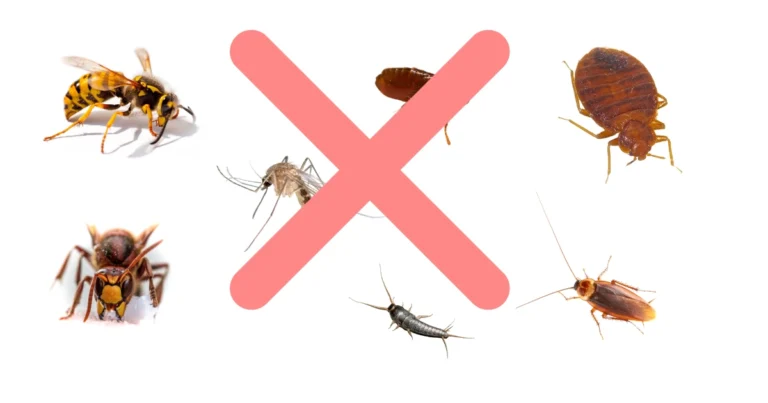 ¡Adiós insectos! Prepara tu insecticida casero efectivo y natural 🌿🧴