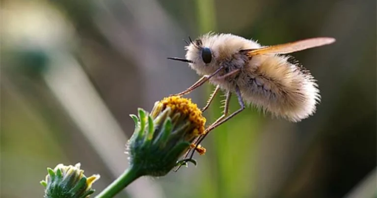 Las Abejas Voladoras: Los Pequeños Polinizadores que Todos Aman