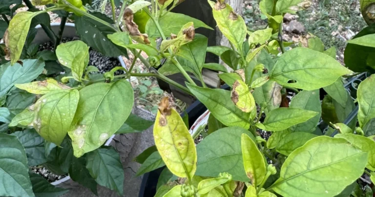 Cómo Identificar Plagas en tus Cultivos Observando las Hojas: Guía Completa para Detectarlas a Tiempo