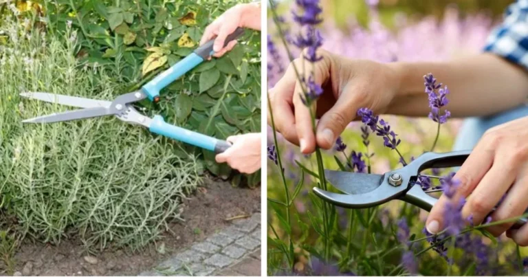 Guía Completa para Podar tu Jardín en Julio: Consejos para un Verano Verde y Saludable
