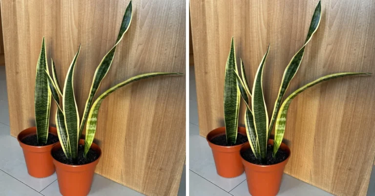 5 lugares donde nunca debes colocar tu planta Sansevieria