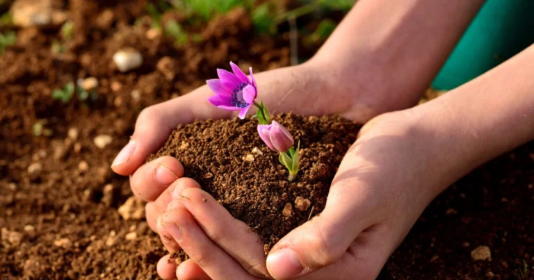 Haz que tu Bugambilia Estalle de Flores con Estos Cuidados y Secretos de Poda