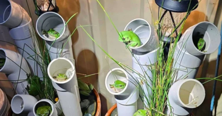 Hotel para ranas en tu jardín: crea un refugio natural lleno de vida