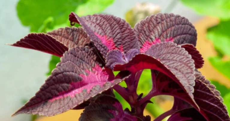 Cómo cultivar Coleus en Interior y disfrutar de su color todo el año