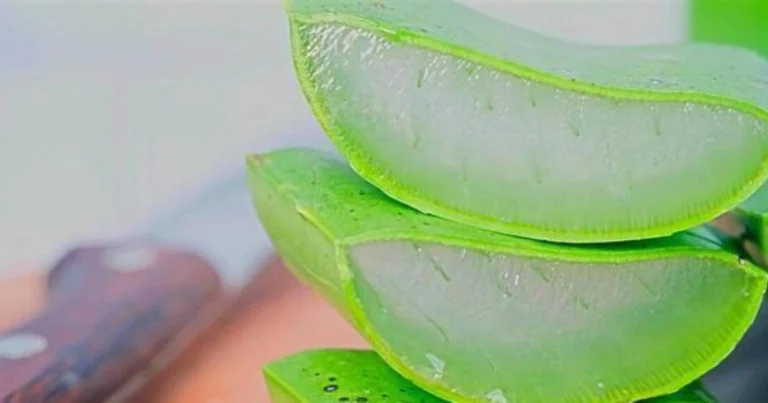 Shampoo casero con sábila, romero y jengibre: haz crecer tu cabello en solo 15 días