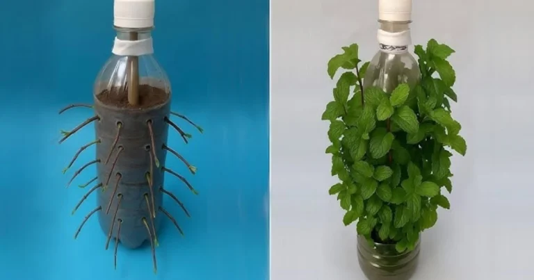 Transforma Botellas Plásticas en un Jardín Colgante de Menta: ¡Guía Completa y Creativa!