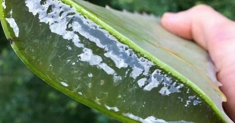Shampoo Casero para el Crecimiento del Cabello con Aloe Vera y Romero