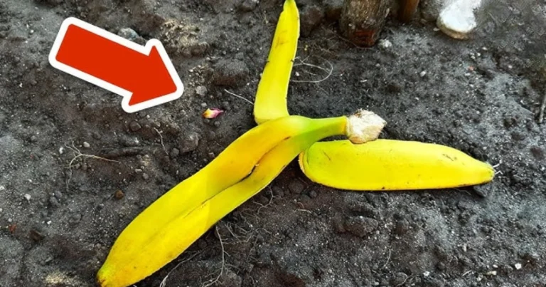 ¡Nunca más tires la cáscara de plátano! Descubre su poder como fertilizante natural