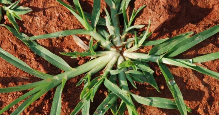 Goose Grass: El Secreto Natural para una Salud Integral que Estaba en tu Jardín
