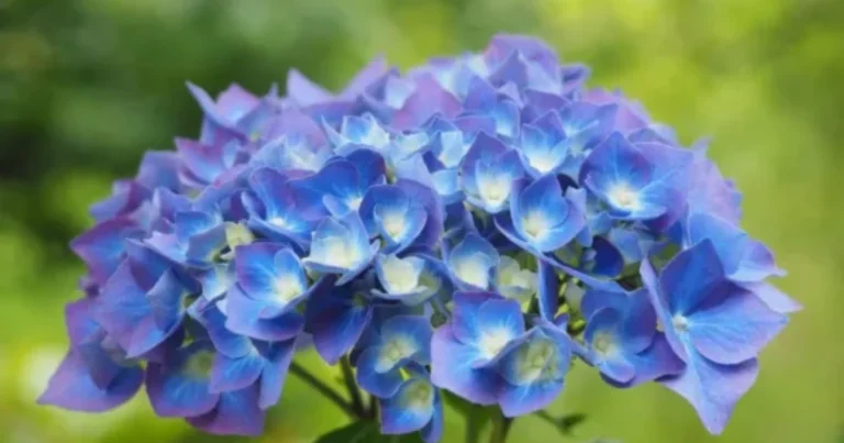 Cómo propagar hortensias paso a paso: guía infalible para esquejes exitosos