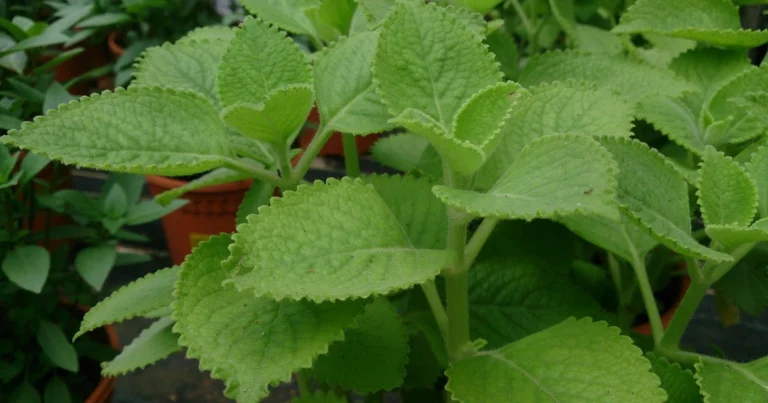 Orégano: El Tesoro Natural Para la Salud de la Mujer