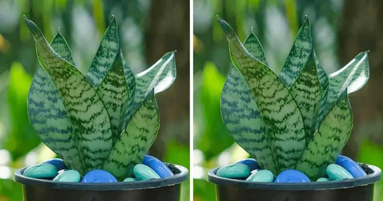 Haz Florecer tu Lengua de Suegra y Perfuma tu Hogar de Forma Natural