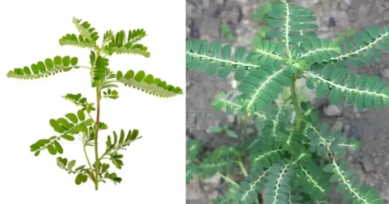 Phyllanthus Niruri o “Rompe-Piedras”: Guía Completa de Usos y Beneficios