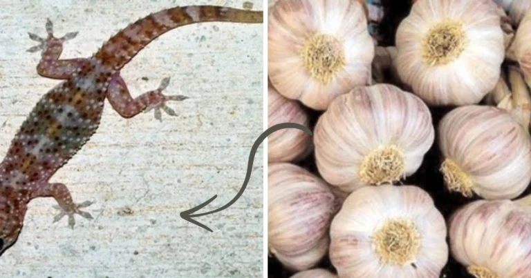 Ajo: arma ecológica contra plagas del hogar y jardín