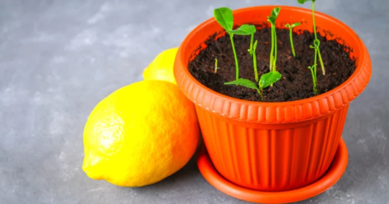 No tires las semillas de limón  Cultiva tu propio limonero en casa paso a paso