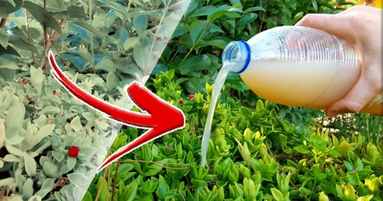🌿 Aguas Mágicas para Plantas: Los Mejores Fertilizantes Naturales Caseros