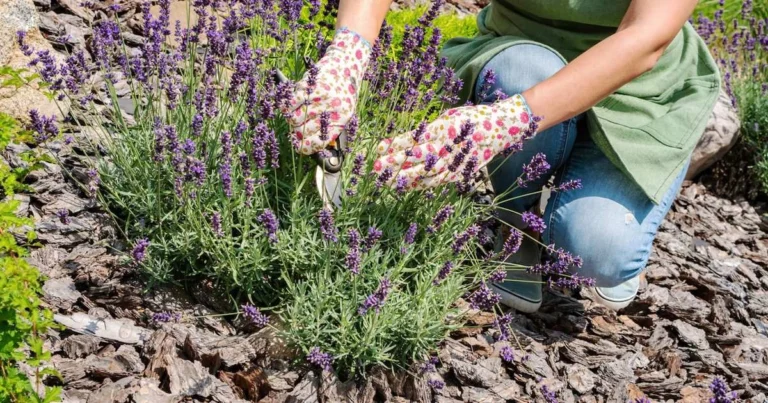 Guía Completa para Podar Lavanda: ¡El Secreto de un Jardín Fragante y Saludable!