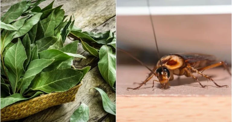 Hojas de Laurel: Tu Aliado Natural para un Hogar Libre de Plagas