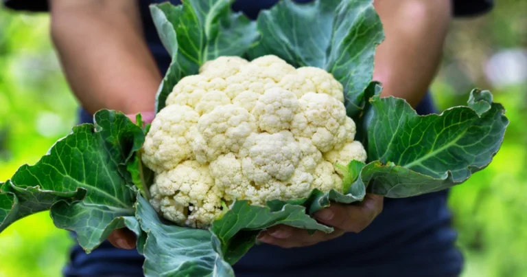 Coliflor: La Flor Blanca que Revolucionó la Cocina Saludable