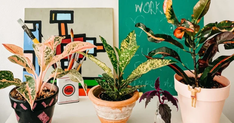 Plantas con Hojas Multicolores: Obras de Arte Naturales para tu Hogar