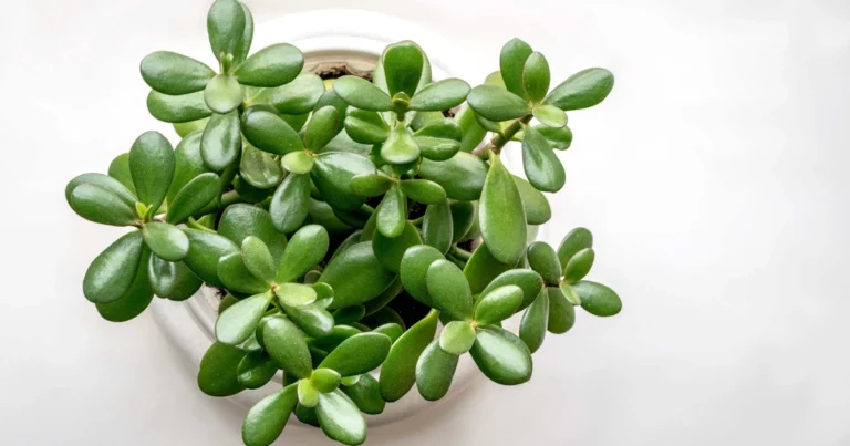 La Planta de Jade: El Secreto Natural para Atraer la Prosperidad en tu Hogar