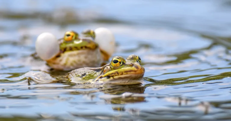 ¿Por Qué y Cómo Instalar un Hotel para Ranas en Tu Jardín? Guía Completa para Atraer Aliados Naturales