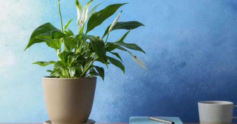 Cómo Hacer Florecer tu Lirio de la Paz con Solo una Taza de Agua de Arroz: Guía Completa