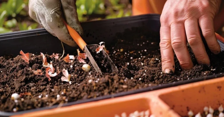 ¡Planta a la profundidad correcta y cosecha un jardín abundante todo el año! 🌷🥕🍇