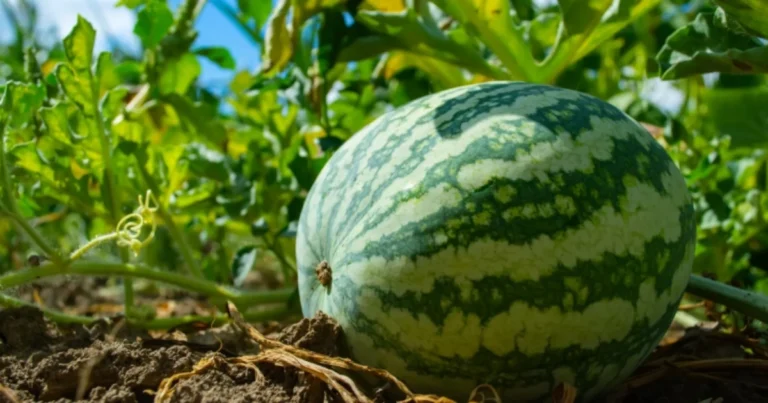 Cultiva sandías perfectas sobre paletas: método, consejos y secretos