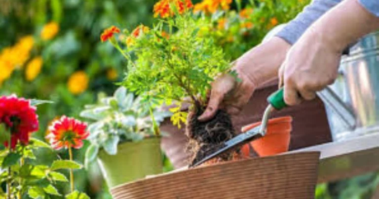 Método “Maceta‑en‑Maceta”: Guía Definitiva para Cambiar Plantas sin Estrés y Mantener tu Jardín Vibrante Todo el Año