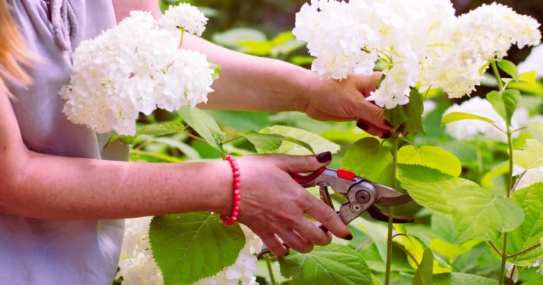 Cómo Propagar los Hortensias: Guía Fácil y Práctica 🌸