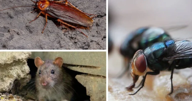 ¡Adiós a las Plagas en Casa! Métodos Naturales y Efectivos para Alejar Ratones, Cucarachas e Insectos 🐭🪳🌿