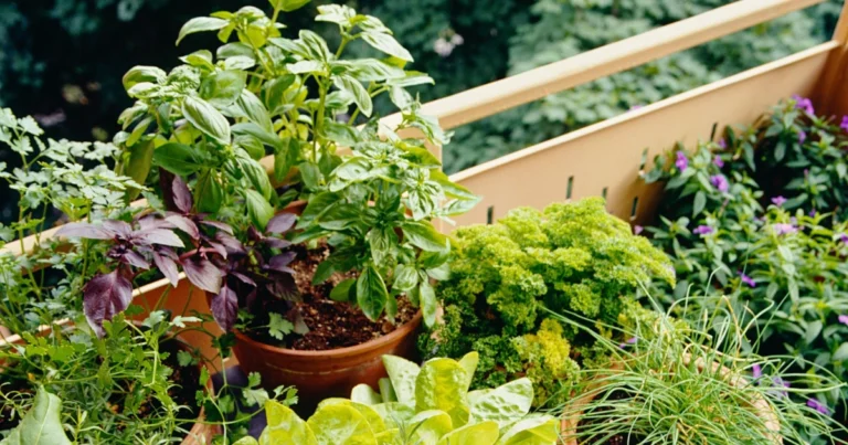 Huerto en Baldes: 9 Hortalizas Fáciles de Cultivar en Espacios Pequeños 🌿