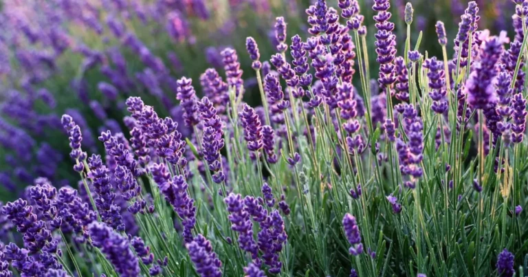 Julio es el Mes Clave: Cómo Podar la Lavanda para que Florezca de Nuevo 🌿💜