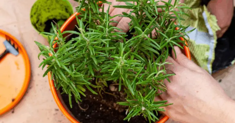 Cómo Cultivar Romero en Macetas desde Esquejes o Semillas: Guía Completa Paso a Paso