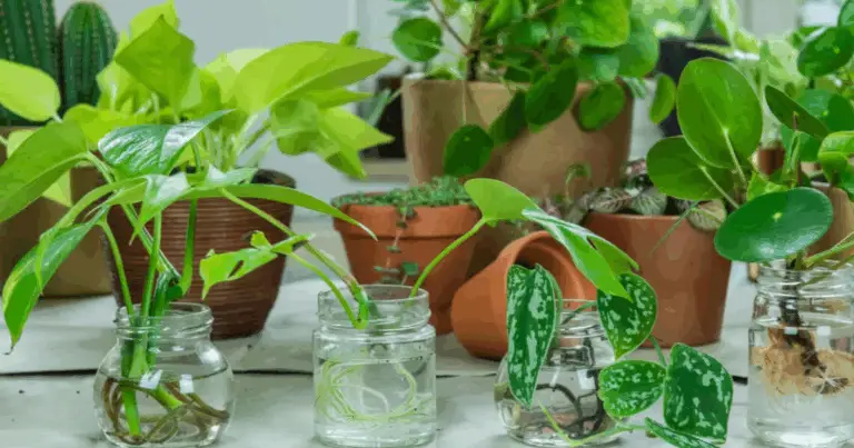Cultiva Estas 6 Plantas Aromáticas en Agua y Ten Siempre Ingredientes Frescos en tu Cocina
