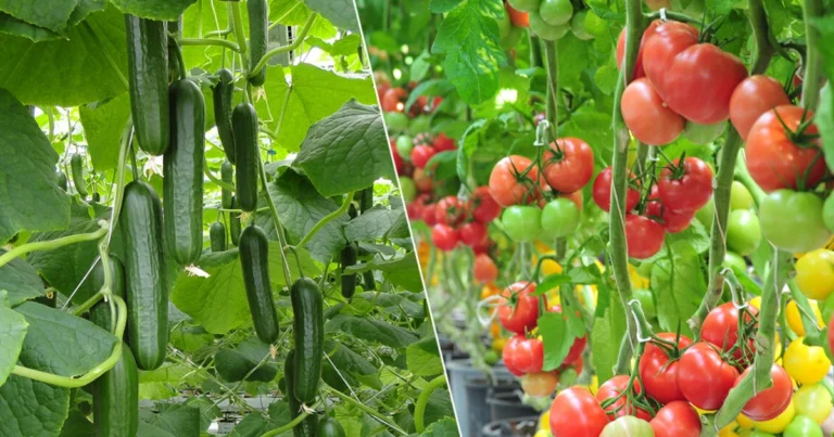El Mejor Complemento Orgánico para Duplicar la Cosecha de Pepinos, Tomates y Pimientos ✨🌱