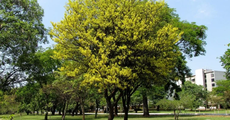 Árboles Nacionales de América y España: Descubre los Símbolos Vivos de Cada País ✨🌳