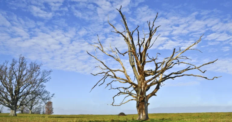 Un Árbol Muerto o… ¡Lleno de Vida! Descubre el Tesoro Oculto de Nuestros Bosques ✨🌳