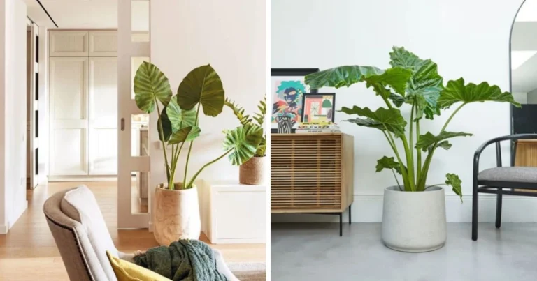Descubre los Diferentes Tipos de Caladium: Las “Orejas de Elefante” que Enamoran a Cualquiera ✨🌿