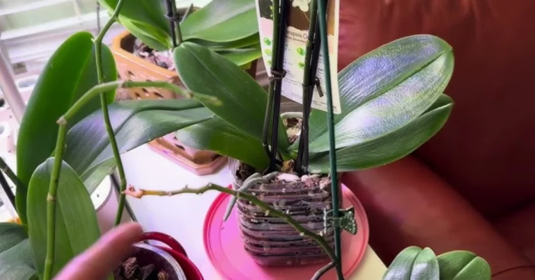 Cómo Enraizar tu Orquídea con una Botella de Plástico Reciclada: Guía Completa Paso a Paso ✨🌿