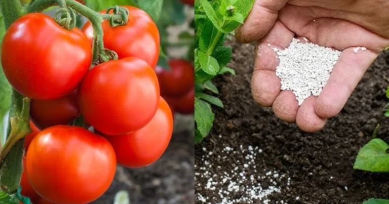 ¡Potencia la Floración de tus Plantas con Bicarbonato de Sodio! La Guía Completa para Jardines Llenos de Color ✨🌸