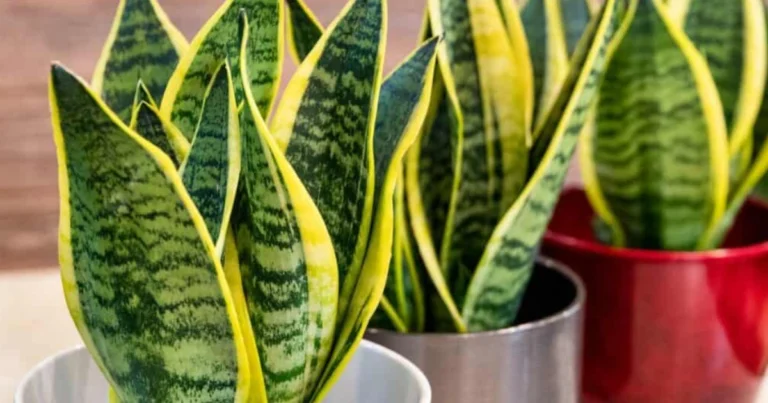 Cómo Hacer que tu Lengua de Suegra Florezca y Perfume Todo tu Hogar ✨🌿