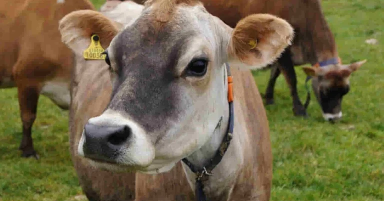 Guía Completa: RAZAS DE VACAS LECHERAS – ¿Cuál Elegir para Tu Granja? ✨🥛